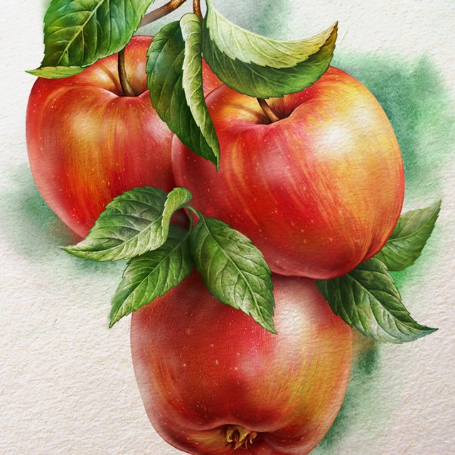 Apples. Watercolor illustration.