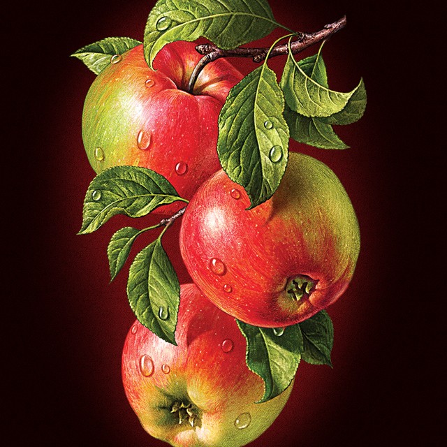 Apples. Illustration for packaging juice Rottaler.
