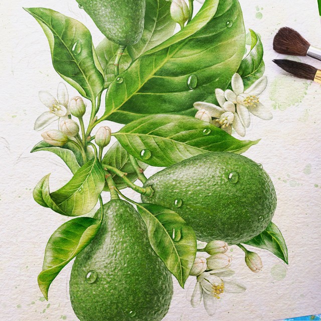 Avocado. Watercolor illustration.
