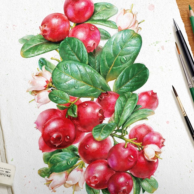 Cowberry. Watercolor.