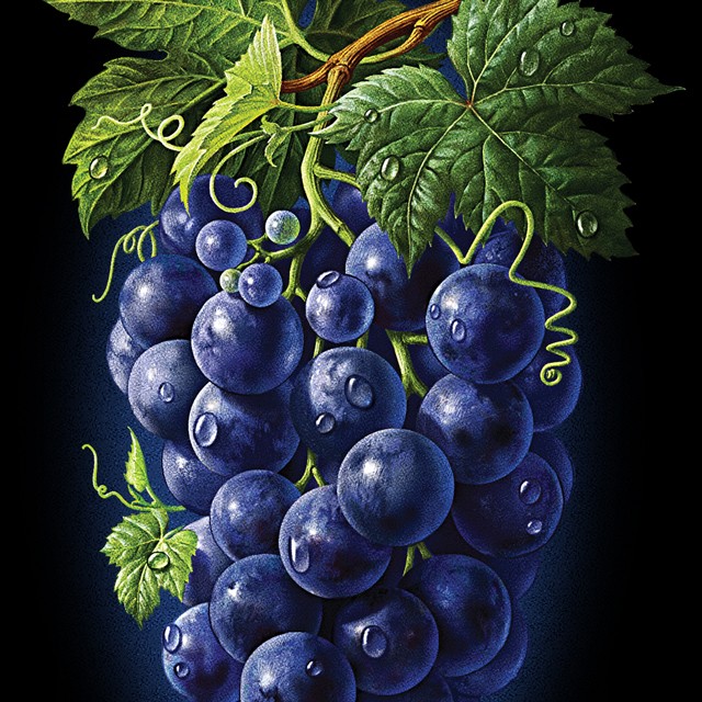 A branch of blue grapes.