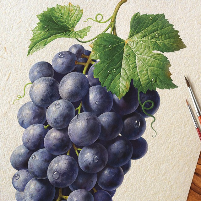 A branch of grapes. Watercolor illustration.