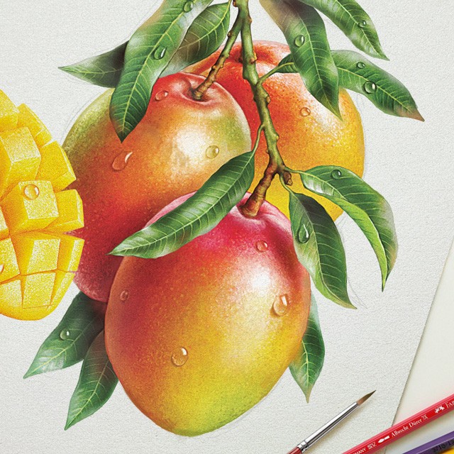 Mango. Watercolor illustration.