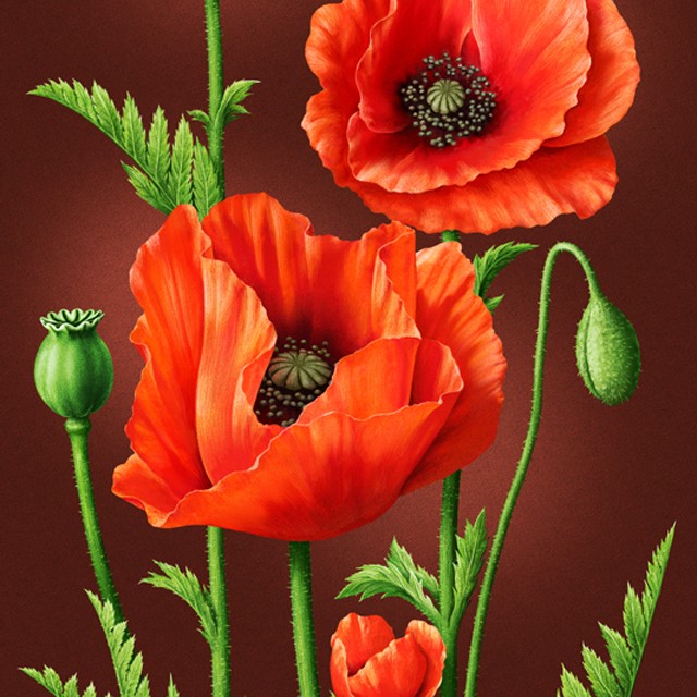 Poppies. Illustration for packaging.