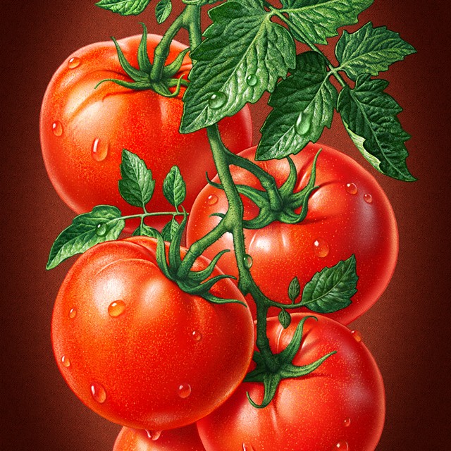 Tomatoes. Illustration for packing juice.