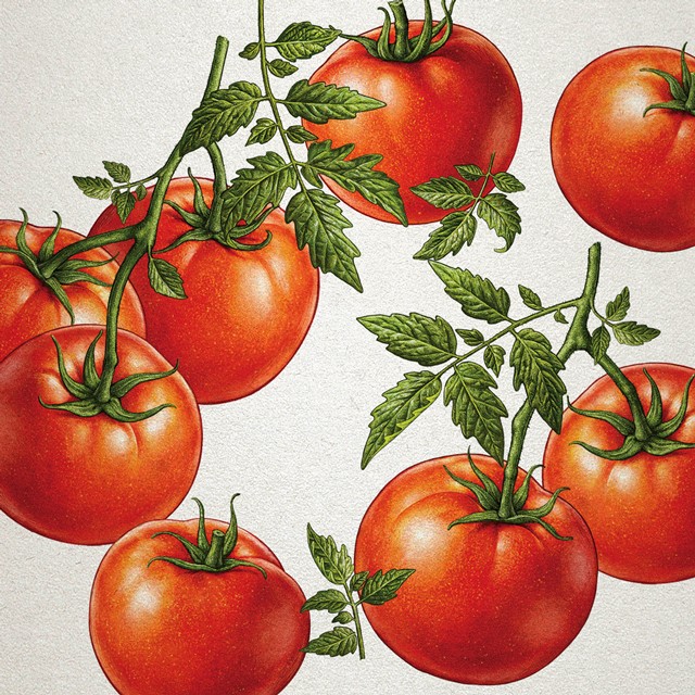 Tomatoes. Illustration for advertising.