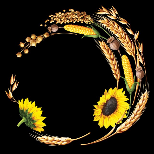 Sunflower, poppy, corn.